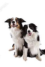 Two dogs