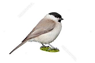 Marsh tit bird isolated