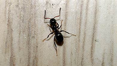 ant sniffing floor in house macro shot close up