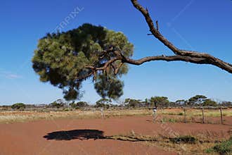 Desert oak