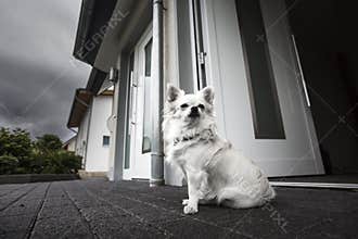 Cute White Dog