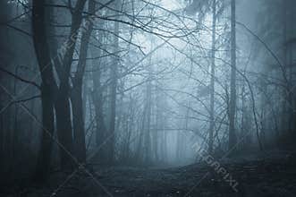 Blue fog in a dark forest with fog at night