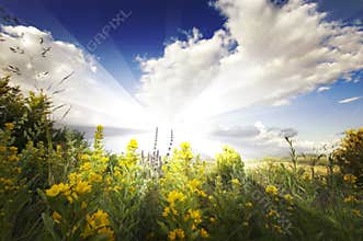 Summer landscape with sun rays, clouds, blue sky and yellow flowers
