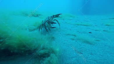 The crab defends or attacks and running on sand sea bottom underwater