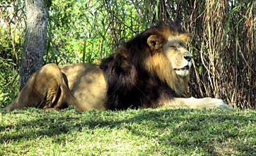 Lion resting