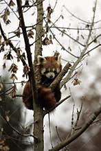 Red Panda