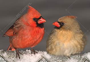 Cardinal love