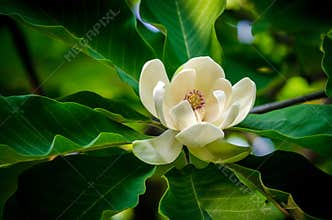 Magnolia flower