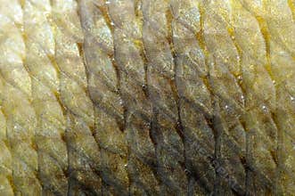 Real Carp Fish Scales Background