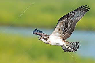 Osprey
