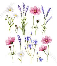 Wild flowers collection