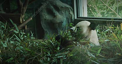 Giant Panda Eat Bamboo Leaves Side View. Bear Or Simply, Is Bear Species Endemic To China. Panda Diplomacy. National