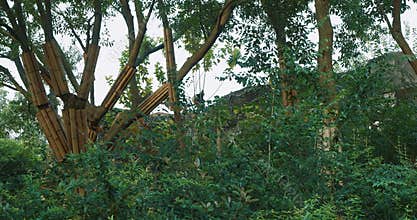 Giant Panda Resting At Tree Top. Bear Or Simply, Is Bear Species Endemic To China. Panda Diplomacy. Travel To China