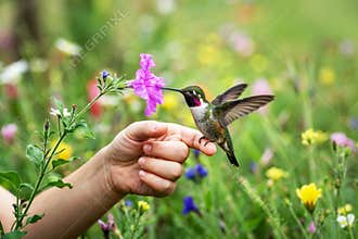 Wild Hummingbird Perched on Finger in Blooming Garden