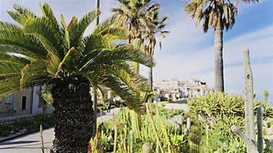 Multiple palm trees and cacti in a small