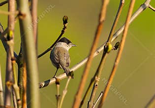 An adorable male eurasian blackcap (Sylvia atricapilla) resting on a tree on beautiful day