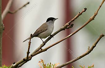 A beautiful male eurasian blackcap (Sylvia atricapilla) perching and looking for food on a tree on cloudy day