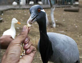 Help nature feed birds