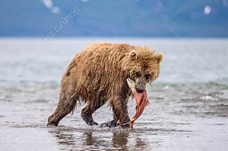 brown bears of Kamchatka