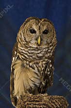 Barred Owl