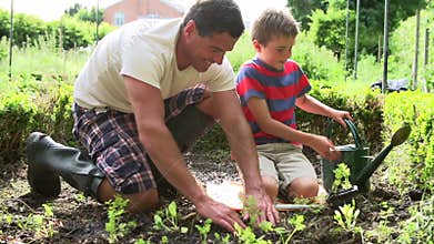 Father And Son Planting Seedling In Ground On Allotment