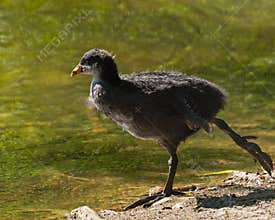 A Coot Juvenile Lifting Its Left Foot