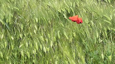 two red poppy flower in a grain field beaten by the storm