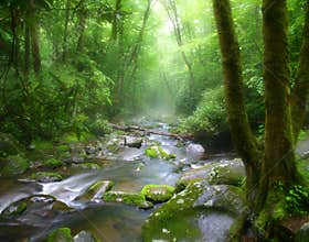 Tennessee Misty Stream