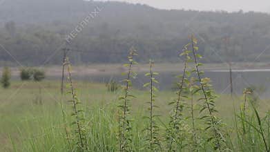 Natural background of Green leaves trees blowing near water reservoir with mountain in background.