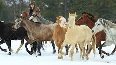 Wrangler Bringing in the horse herd