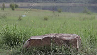 Natural background of Brown rock on meadow green grass field with forest in background.