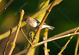 A beautiful female eurasian blackcap (Sylvia atricapilla) perching on a tree on sunny day