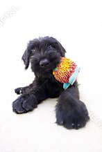 Schnauzer puppy