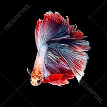 Fancy siamese fighting fish, betta fish