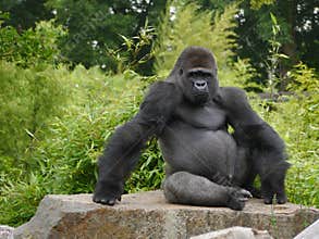 Gorilla