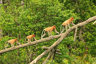 Proboscis monkeys on a tree, Borneo