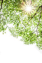 Ivory coast almond branch with sunray