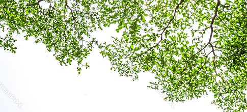 Ivory coast almond branch with sunray