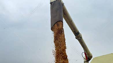 Rice harvest om a rice cropping machine