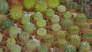 Cacti collection at the local plant market in spring