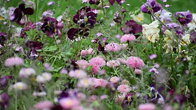 Cheerful colors of a violet flowerbed