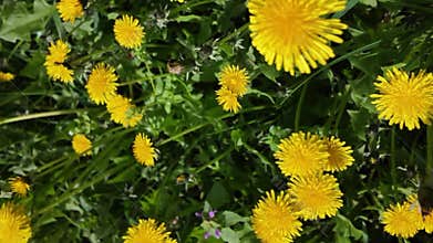 Dandelions blooming in spring meadow with slow clockwise camera rotation
