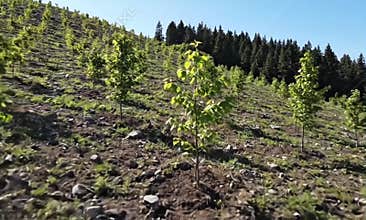 Reforestation of mountainside with young green trees on sunny day