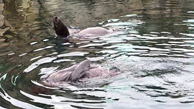 Two sea lions swimming and playing in water