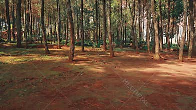 Tranquil Pine Forest Ground with Tall Trees