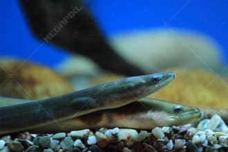 European eel