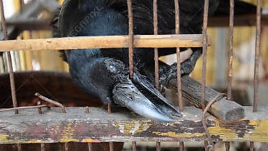 A Blind crow is seeking freedom