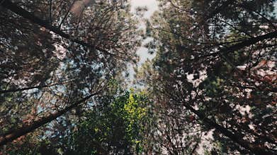 Low Angle View of a Forest Canopy Against a Bright Sky