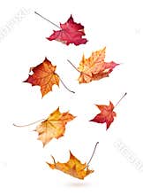 Autumn maple leaves falling down