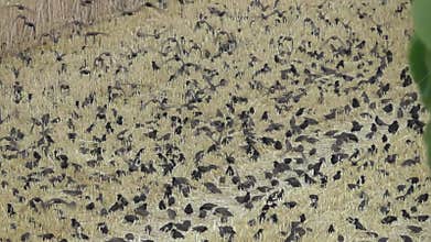 huge flock of birds on a harvested field